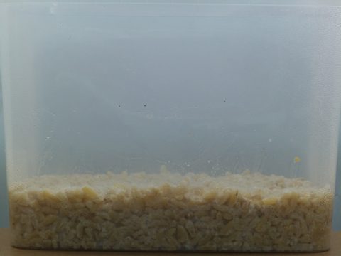 Box 3 v den 2 od naočkování